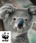 https://donate.wwf.org.au/adopt#gs.d0tj72 ADOPT AN ANIMAL